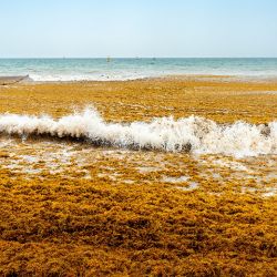 Los bancos de sargazo que llegan cada año al Caribe tienen su origen principal en el denominado Mar de los Sargazos, una extensa zona del Atlántico Norte situada entre las corrientes del Giro del Atlántico Norte.