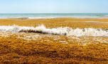 El sargazo, un fenómeno que afecta a los pescadores deportivos