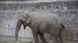 Murió el elefante Tamy tras pasar décadas en cautiverio.