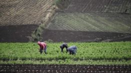 Productor agrícola