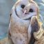 2606_aves
