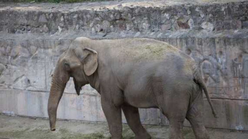 Murió el elefante Tamy tras pasar décadas en cautiverio.
