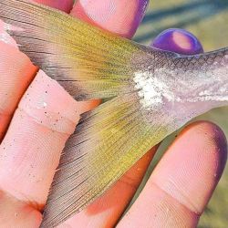Un dato que confirma el esquivo pique de la especie es que en las últimas pescas realmente importantes en Miramar, Mar del Plata, Santa Clara o Mar Chiquita, datan de 2012.
