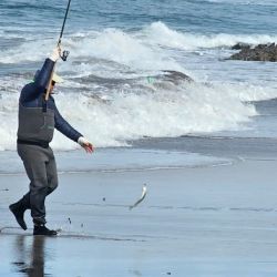 Un dato que confirma el esquivo pique de la especie es que en las últimas pescas realmente importantes en Miramar, Mar del Plata, Santa Clara o Mar Chiquita, datan de 2012.