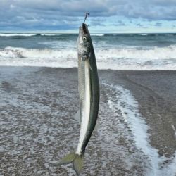 Un dato que confirma el esquivo pique de la especie es que en las últimas pescas realmente importantes en Miramar, Mar del Plata, Santa Clara o Mar Chiquita, datan de 2012.