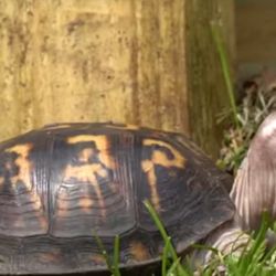 Goliat rompió un récord mundial.