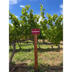 Bodega Ayestarán Allard: Historia, innovación y pasión en el corazón de la Patagonia | Foto:CEDOC