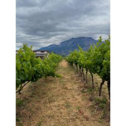Bodega Ayestarán Allard: Historia, innovación y pasión en el corazón de la Patagonia | Foto:CEDOC