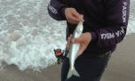 El pejerrey corno, un clásico que hoy aparece cada vez menos en la costa bonaerense