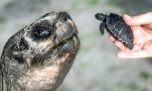 Te presentamos a la tortuga macho más vieja del mundo en ser papá