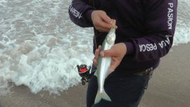 Un dato que confirma el esquivo pique de la especie es que en las últimas pescas realmente importantes en Miramar, Mar del Plata, Santa Clara o Mar Chiquita, datan de 2012.