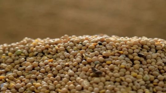 Histórico: China compra por primera vez harina de soja a Argentina y “está tratando de diversificar sus proveedores”