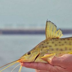 Este evento es el de mayor envergadura del departamento de Garay, gestando a través de la pesca una gran movida cultural y gastronómica.