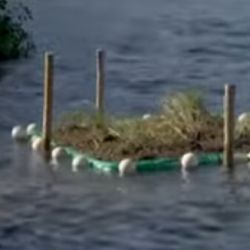 Moscatelli lleva años restaurando los manglares que rodean la laguna ubicada en el sur de Río de Janeiro