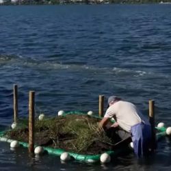 Moscatelli ya instaló las primeras dos islas flotantes artificiales cubiertas de vegetación nativa en la laguna,