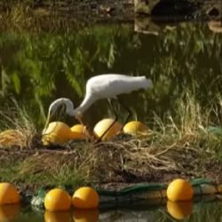Las islas flotantes artificiales crearán microhábitats dentro del entorno urbano.
