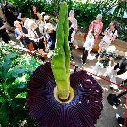 Los visitantes se congregan alrededor de un aro titán (Amorphophallus titanum) en flor en el Jardín Botánico de Berlín. Foto de John MACDOUGALL / AFP | Foto:AFP
