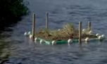 Brasil: buscan convertir a la Laguna Rodrigo de Freitas en un gran santuario de aves 