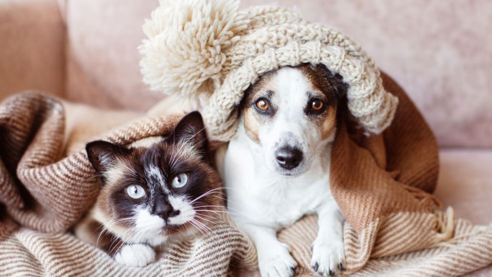 Mascotas en invierno