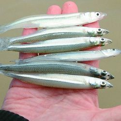 La pesca se hace caminando y acompañando la línea en su derive. Al llegar a la punta del muelle se debe levantar y volver a empezar detrás del último aficionado, una cuestión de códigos y respeto entre los aficionados. (Foto de archivo). 