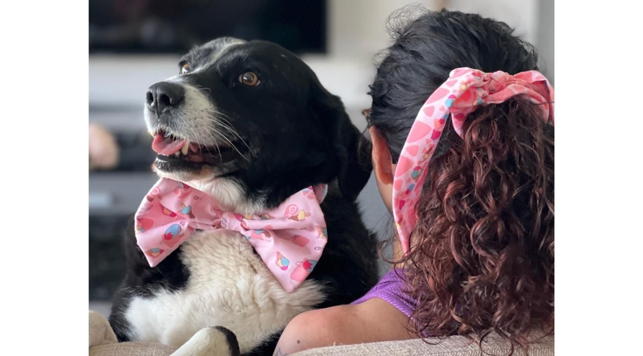 Guapetones: La identificación digital que hace que perros y gatos siempre encuentren el camino de regreso