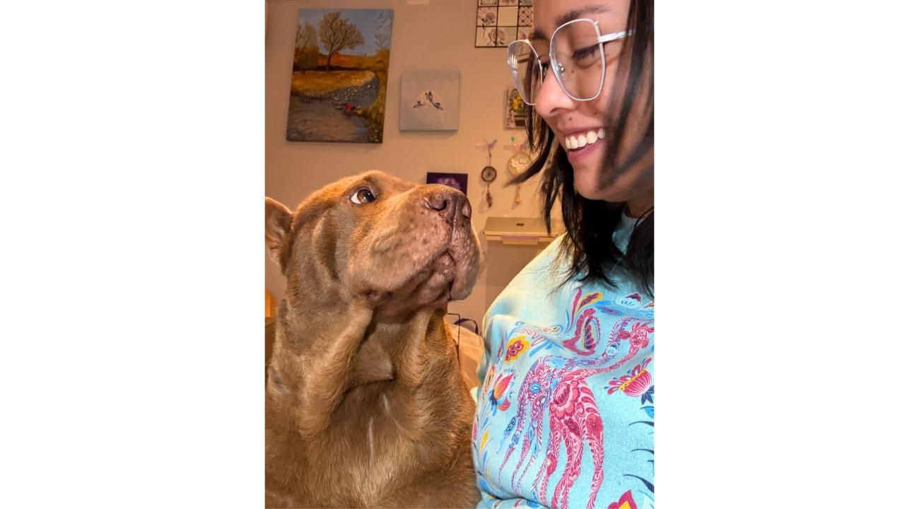 Guapetones: La identificación digital que hace que perros y gatos siempre encuentren el camino de regreso