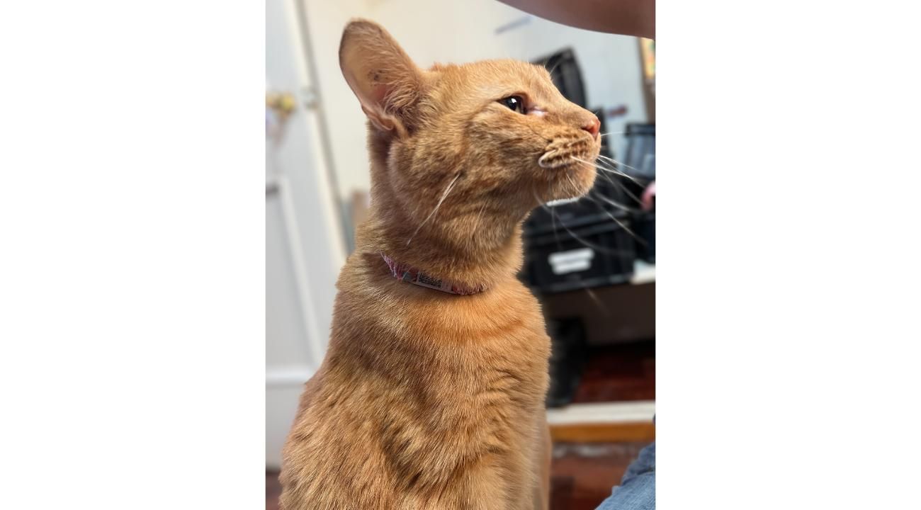 Guapetones: La identificación digital que hace que perros y gatos siempre encuentren el camino de regreso