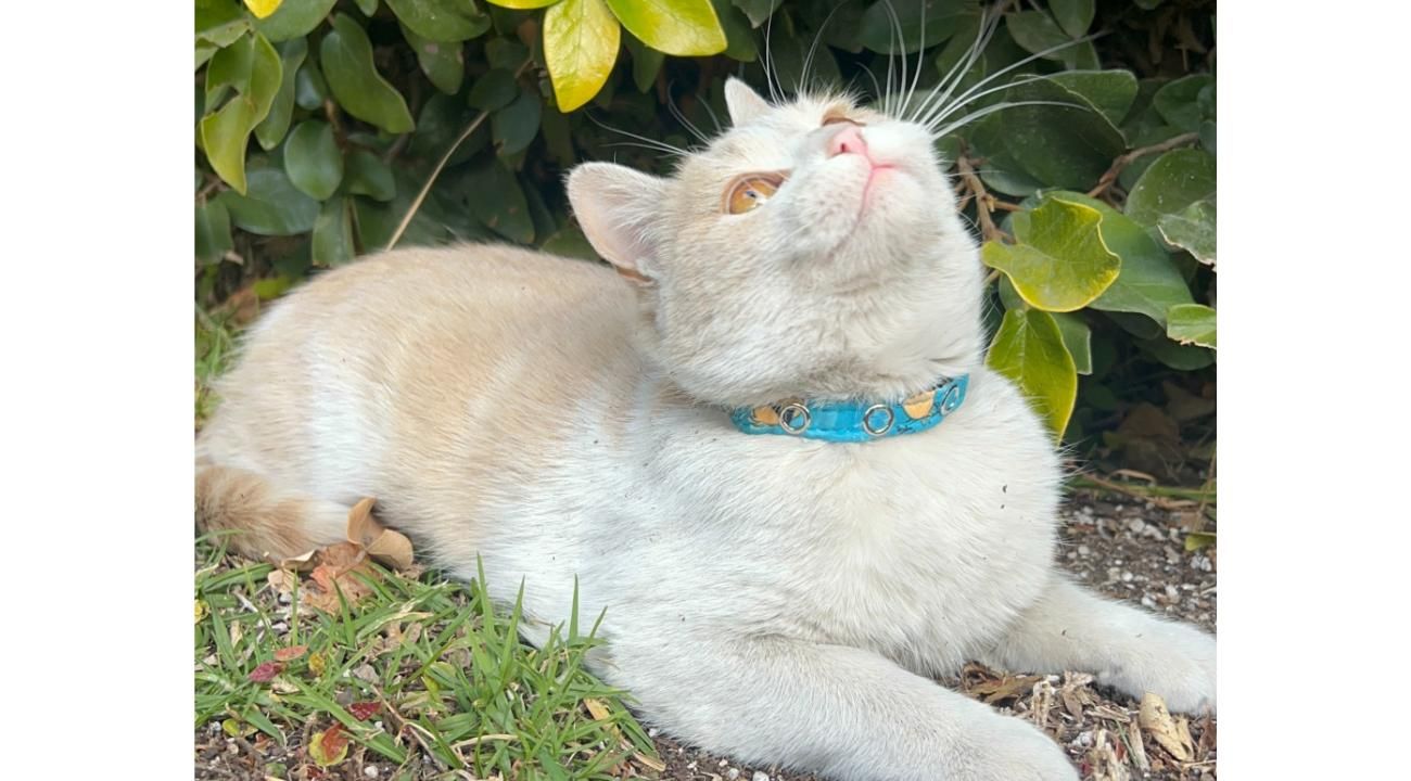 Guapetones: La identificación digital que hace que perros y gatos siempre encuentren el camino de regreso