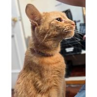 Guapetones: La identificación digital que hace que perros y gatos siempre encuentren el camino de regreso