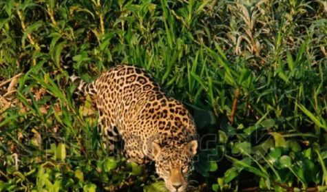 0107_yaguareté quiyoc