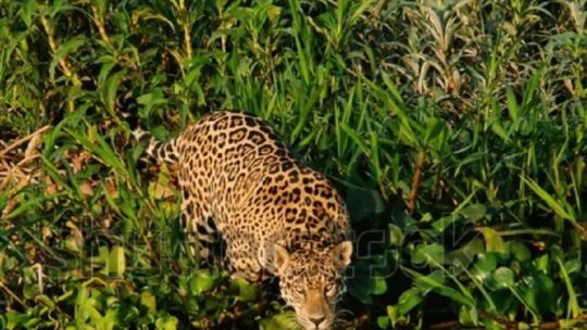 Te presentamos a Quiyoc, la nueva yaguareté hembra liberada en El Impenetrable