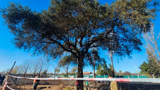 Debate abierto otra vez: proponen un nuevo plan para evitar el traslado del quebracho blanco en Villa Allende