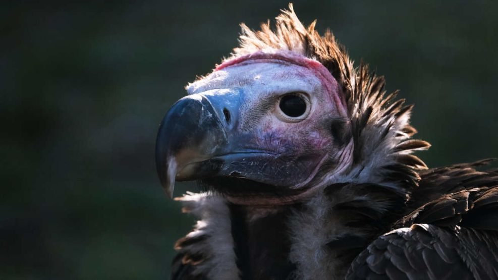 Buitre pajaro 20250701