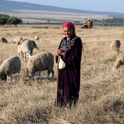 Zoha, una pastora de 60 años, cuida su rebaño en las llanuras de trigo de Teboursouk, en la región de Beja, en el norte de Túnez. Foto de FETHI BELAID / AFP | Foto:AFP