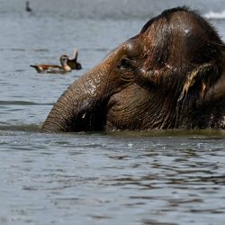 Un elefante se refresca en un estanque del zoológico Pairi Daiza en Brugelette. Foto de Nicolas TUCAT / AFP | Foto:AFP