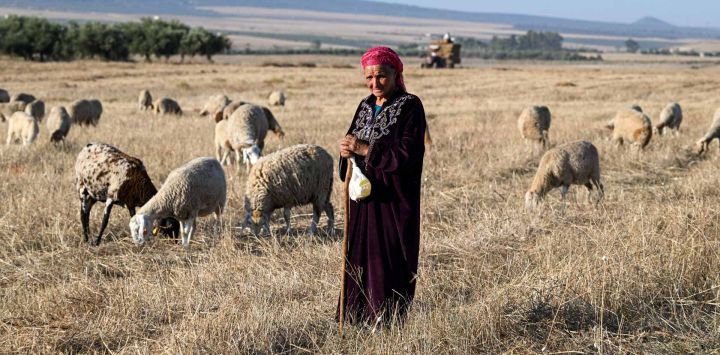 Zoha, una pastora de 60 años, cuida su rebaño en las llanuras de trigo de Teboursouk, en la región de Beja, en el norte de Túnez. Foto de FETHI BELAID / AFP