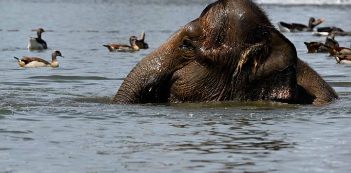 Un elefante se refresca en un estanque del zoológico Pairi Daiza en Brugelette. Foto de Nicolas TUCAT / AFP