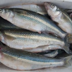 El pejerrey de Mar Chiquita nos ofrece una lucha característica y es un imán para cada vez más aficionados que encuentran en la albufera un destino con multiplicidad de especies y que rinde durante todo el año. 