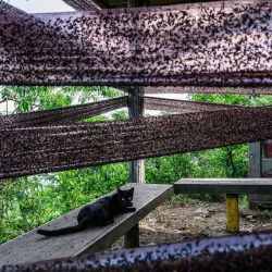 Un gato negro descansa entre trampas adhesivas utilizadas para atrapar chinches del amor o Plecia nearctica en la cima del monte Gyeyang en Incheon. Foto de ANTHONY WALLACE / AFP | Foto:AFP