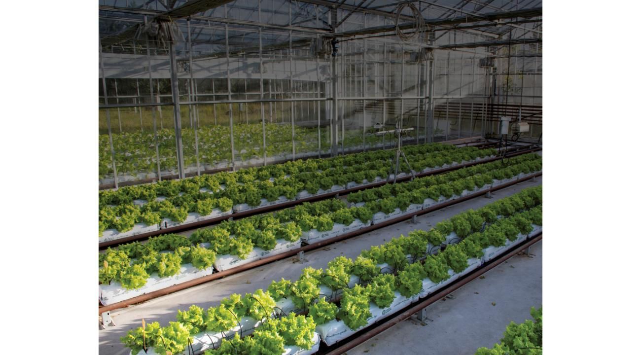 Cultivar cannabis con conciencia: la eficacia de los fertilizantes orgánicos en Argentina