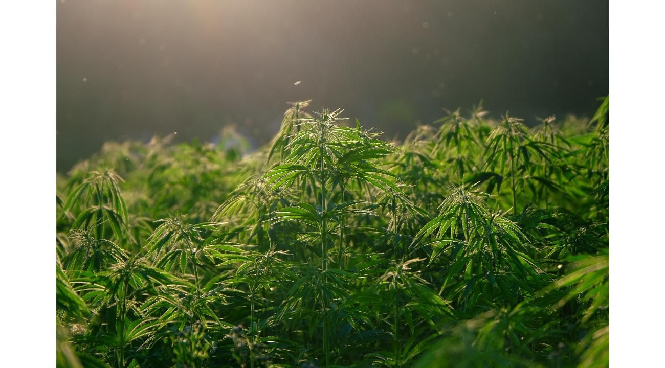 Cultivar cannabis con conciencia: la eficacia de los fertilizantes orgánicos en Argentina
