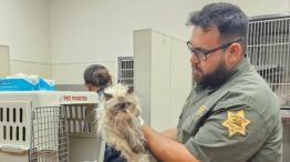 Encuentran 100 gatos hacinados en una camioneta sin comida ni agua.