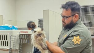 Encuentran 100 gatos hacinados en una camioneta sin comida ni agua.