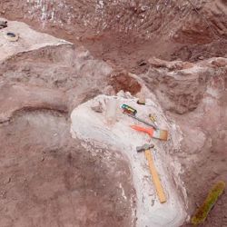 Los restos fósiles fueron encontrados en la localidad de Anelo, Neuquén.