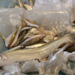 Este certamen convocó a pescadores federados de los clubes más importantes de Buenos Aires quienes pusieron a prueba sus conocimientos en la modalidad variada de flote con escamas.