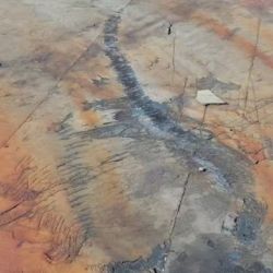 Los fósiles fueron encontrados en el Parque Nacional Torres del Paine, Chile