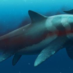 Ilustración gráfica del ictiosaurio encontrado.