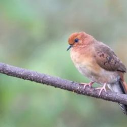 Solo hay 11 individuos adultos de esta especie en la naturaleza.