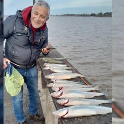 El pejerrey de buen porte que está presente se mezcla con medianos que son la mayoría, también algún chico aparece. 