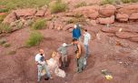 Encuentran restos fósiles de una nueva especie de dinosaurio gigante en Neuquén